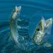 Saltwater Treble Hook Fishing Lures Set - Metal Spinner Baits for Salmon Bass - 5 Sizes Casting Spoon Lures - 1/5 oz to 3/4 oz - Silver - Pack of 20 - Buy Online on GoSupps.com