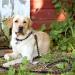 Premium Adjustable Dog Leash for Large & Medium Dogs | 3m1 with Reflective Stripes & Double Linen Reinforcement - Buy Online on GoSupps.com