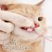 4-Part Pet Dipbrush & 3-Part Finger Cover - Dental Care for Dogs & Cats | Anti-Plaque Toothbrush - Buy Online on GoSupps.com