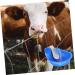 Yardenfun Stainless Sink Farm Feeding Water Bowl Livestock Drinking Bowl Drinking Fountain Tool Large - Buy Online on GoSupps.com