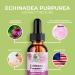 Amazing Botanicals Echinacea Purpurea Extract Tincture - 3,000mg Herbal Liquid Supplement Extract for Immune System Support - High Strength Formula with Natural Antioxidant for Overall Wellbeing - Buy Online on GoSupps.com