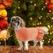 Alagirls Warm Dog Cat Sweater - Classic Soft Fleece Pet Outfit for Spring Autumn & Winter - Lightweight Orange Dog Clothes - Buy Online on GoSupps.com