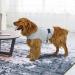 Cattamao Comfort Dog Annex - Soothing Vest for Fear Relief | Thunderstorms Fireworks & Vet Visits | Sizes XS to XL - Light Gray (Pack of 1) - Buy Online on GoSupps.com