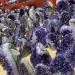 Room Decoration Crystals Stones Natural Amethyst Quartz Specimen (Size : 300-400g) (Size : 600-700g) - Buy Online on GoSupps.com