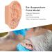 Verdant Touch Ear Acupuncture Points Model - 40cm Professional PVC Ear Zone Massage Tool for Accurate Acupuncture - Buy Online on GoSupps.com