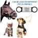 Custom Engraved Stainless Steel Slide-On Pet ID Tags - 2 Pack, Large Silver - Buy Online on GoSupps.com