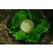 Buy Amazing Grass Green Superfood Energy Lemon Lime 24.7 oz - Boost Your Health & Vitality - Buy Online on GoSupps.com