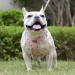 Doramio Step-In Dog Harness for Small Dogs & Cats - Reflective Breathable Anti-Pull Safety Harness with Leash | Available in Champagne XL - Buy Online on GoSupps.com