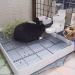 XXL Kyaoayo Rabbit Cat Toilet Oversized Pet Urine Pan for Rabbits Puppies Guinea Pigs & Ferrets Ideal Tray for Small Animals - Buy Online on GoSupps.com