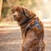 Adjustable STUCH Dog Harness - Padded Nylon for Small Medium & Large Dogs | Lime S - International Shipping Available - Buy Online on GoSupps.com