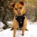 Hurtta Weekend Warrior Dog Harness | Adjustable 100-120 cm | Durable Raven Color | Best for Large Dogs 39-47 in - Buy Online on GoSupps.com