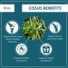 Cissus Quadrangularis Powder - 200g | Bone & Cartilage Health Support by Bixa Botanical - Buy Online on GoSupps.com