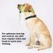 Barkless Dog Halver - No Pull Training Tool for Medium & Large Dogs | Soft Upholstery Training Instructions Fluorescent Green XL - Buy Online on GoSupps.com