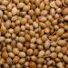 Rajah Dhaniya Whole Coriander Seeds 50g - Buy Online on GoSupps.com