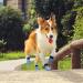 Petloft Anti-Slip Dog Socks - 4 Pack Indoor Slide-Resistant Socks for Small & Medium Dogs Cats Puppies | Adjustable Fastening Tape | Light Blue Paw M - Buy Online on GoSupps.com