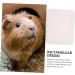 BESPORTBLE Box Hamster Toilet Pet Cage Large Corner Toilet Guinea Pigs Dog Toilet Indoor Cages Sieve Pp White 24.5X19.5X3CM White - Buy Online on GoSupps.com
