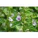 Marshmallow Leaf Tea | Althaea Officinalis L | Feuille De Guimauve Tisane | Health Embassy (50g) - Buy Online on GoSupps.com