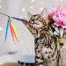 Molain Interactive Cat Toys - 12 Colorful Fabric Ribbons for Kitten Training & Interior Play | Premium Pet Accessories - Buy Online on GoSupps.com