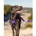 Joytale Reflective Dog Harness for Medium Dogs - Soft Padded Adjustable & Breathable with Control Handle - Purple (1 Pack) - Buy Online on GoSupps.com