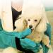 60 cm Cat Gloves Grooming | Cat Glove Bite Resistant Gloves for Handling Animals | Gloves for Handling Animals | Scratch-Resistant Protective Gloves for Training 60cm-green - Buy Online on GoSupps.com