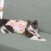 HACRAHO Cat Recovery Suit 1 Piece Cat Wound Surgery Recovery Suit Breathable E-Collar Alternative for Cats and Dogs Donuts Chest Girth 13.39" Donut M - Buy Online on GoSupps.com