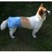 Joydaog Reusable Dog Diapers for Female Small Dogs - Premium Belly Wrap XS (Pack of 4) - 4 Monochrome Colors - Buy Online on GoSupps.com