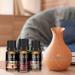 Buy Christmas Essential Oils Gift Set - Premium Fragrance Oils for Home & Diffuser (Pack of 6) - Festive Scents: Tree Cookie Cranberry & More - Buy Online on GoSupps.com