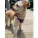 LOOK ANDES Care Carriation Set: Adjustable Reflective Cat Harness & Leash with Dishes for Cats & Puppies XS (Chest: 26-30cm) - Breakable Pink - Buy Online on GoSupps.com