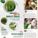 100% Pure & Organic Naveta Barley Grass Powder - 2023 Best Bio Superfood for Men & Women (2 Boxes | 40 Packs) - Buy Online on GoSupps.com