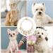 Shop Hacraho Pearl Neck Band for Dogs & Cats - Adjustable Rhinestone Dog Necklace - Size M - International Shipping Available - Buy Online on GoSupps.com