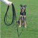 Company of Animals 10m Recall Line: Best Dog Training Equipment for Recall Training & Socialization - Ideal for Small, Medium & Large Dogs - Buy Online on GoSupps.com