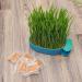Buy Buguuyo 3 Series Cat Grass Box with Catnip - Perfect Plastic Plant Planters for Pets - Buy Online on GoSupps.com
