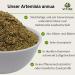 Artemisia Annua Pure Plant Extract 100ml | Annual Mugwort 40% Vol | VITINC - Shop Internationally - Buy Online on GoSupps.com