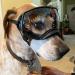 NAMSAN Dog Goggles | Clear UV Protection Sunglasses for Medium-Large Breeds | Anti-Fog, Windproof & Transparent Lens | Outdoor Eye Safety - Black - Buy Online on GoSupps.com