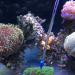 Balacoo Coral Feder Syringe - 15.7 Coral Feeder for SPS & HPS Corals | Ideal Aquarium Tool for Sea Fish & Reef - Buy Online on GoSupps.com