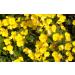 Health Embasssy Graines d'Onagre | Oenothera Biennis L | Evening Primrose Seeds (200g) 200 g (Lot de 1) - Buy Online on GoSupps.com