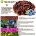 Plant Gift Blueberries Rooibos Tea mango flavor loose leaf rooibos tea grapes rose flower blueberries and chrysanthemum no caffeine hot and iced tea nonGMO herbal tea 70 g25oz - Buy Online on GoSupps.com