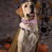 Shop Cute Pink Pumpkin Dog Collar with Bow - Aring Pet Halloween Halison X-Small Cotton Halloween Pumpkin Lamp Metal Buckle - Ideal for Pets! - Buy Online on GoSupps.com