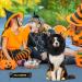 Vivifying Lion Mane Dog Costume - Adjustable Halloween Wig with Ears for Medium & Large Dogs (Black) - Buy Online on GoSupps.com