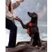 Joytale Large Dog Harness - Reflective Soft Padded Adjustable & Breathable with Control Handle - Ideal for Large Dogs Orange (1 Pack) - Buy Online on GoSupps.com