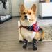 6PCS Anti Slip Dog Socks Pet Socks Dog Boots Dog Paw Winter Protector Traction Control Dog Socks with Grip Dog Grip Socks Indoor Rubber Dog Socks Dog Anti Slip (7.28" X 2.95"(LxW))(L) - Buy Online on GoSupps.com