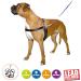 Anol/Pure Dog Listeners Stop Pulling Dog Training Harness & Lead Set - Large Size 7-8 (inc DVD) - Buy Online on GoSupps.com