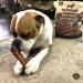 Bully Bunches Premium 6 Inch Monster Odour-Free Bully Sticks for Medium & Large Dogs - Long Lasting Chew Bones - All Natural & Single Ingredient 100% Beef Dog Treat Rawhide Alternative (8 Pk) 6 Inch 8 Pack - Buy Online on GoSupps.com