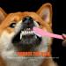 VANZACK 36 Pcs Double Head Dog Toothbrush Dog Toothbrush Toothpaste Cat Toothbrush Dog Oral Toothbrush Pp - Buy Online on GoSupps.com