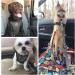 Buy Slowton Dog Harness with Seat Belt - Breathable Safety Harness for Puppies | Dark Gray S - International Shipping Available - Buy Online on GoSupps.com