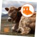 Balacoo Cattle Salt Block Feeder Cattle Sheep Food Bowl Livestock Feeding Bucket Farm Livestock Salt Block Feeding Box for Sheep Goat Pup Dog Farm Supplies Accessory Orange Livestock Feeder Bowl - Buy Online on GoSupps.com