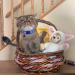BoomBone Easter Cat Collar Set - Set of 2 Spring Kitten Collars with Bell - Buy Online on GoSupps.com