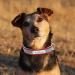 Personalized Reflective Leather Dog Collar - Engraved Name Tape for Small Medium Large Dogs & Cats - Senristar Red 3.0 cm Width Neck 45-55 cm - Buy Online on GoSupps.com