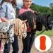Buy RL24 HKM Hobby Horse Pepper with Magicbrush | Plush Stock Horse with Bridle | Black-and-White | International Shipping Available - Buy Online on GoSupps.com
