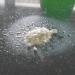 100g Marble Polishing Powder for Kitchen Countertops, Floors & Travertine - Restore Shine & Luster - Buy Online on GoSupps.com